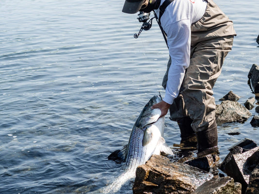 Man dressed in fishing apparel standing on rocky shore in Cape Cod, catching a fish with his hands, showcasing hands-on coastal fishing and outdoor adventure.